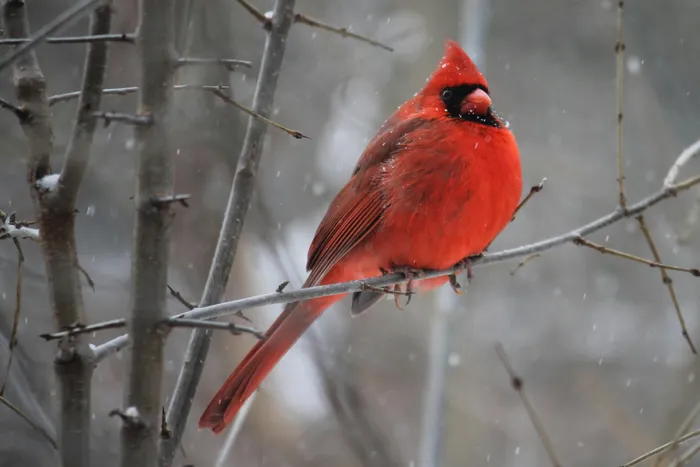 A cardinal